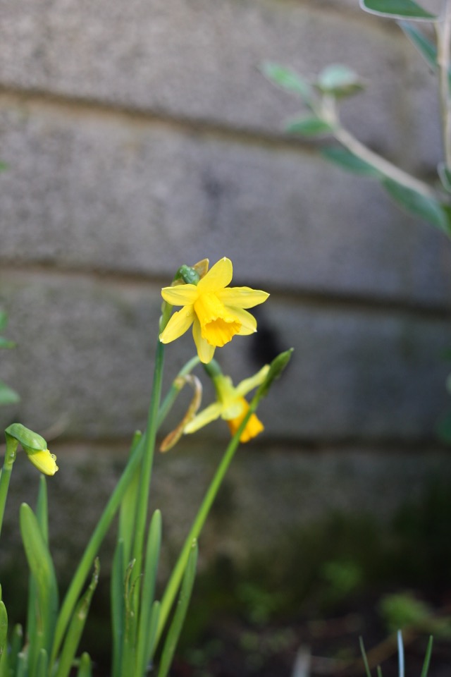 egleTV daffodils 2